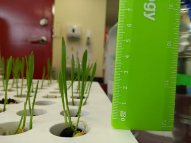 Plant measuring